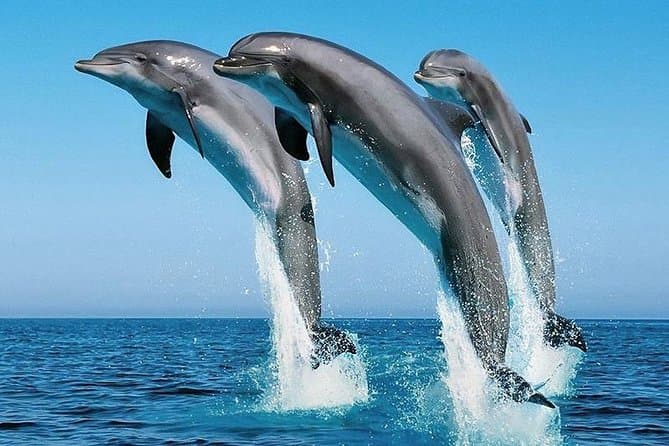 Wasini Dolphin Tour